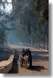 africa, cairo, carriage, childrens, egypt, horses, people, vertical, photograph