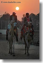 africa, cairo, camels, egypt, men, people, sun, vertical, photograph