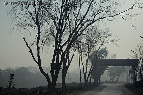 foggy-road-n-trees-01.jpg