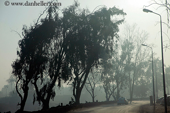 foggy-road-n-trees-02.jpg