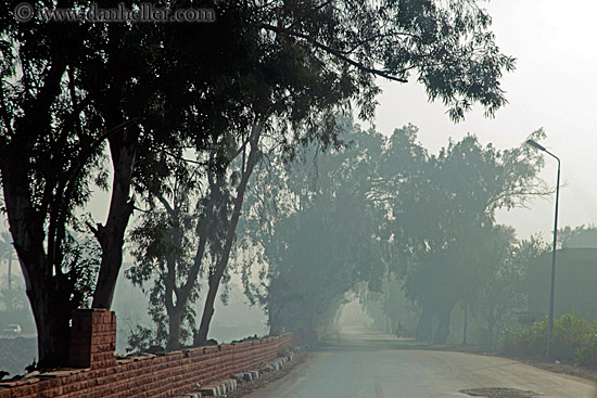 foggy-road-n-trees-06.jpg