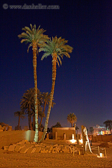 palm_trees-at-nite.jpg