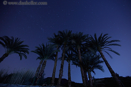 nite-palm_trees-n-stars-02.jpg