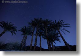 africa, egypt, horizontal, long exposure, nite, palm trees, stars, photograph