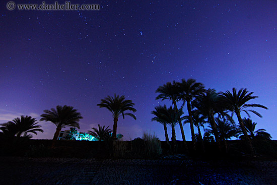 nite-palm_trees-n-stars-03.jpg