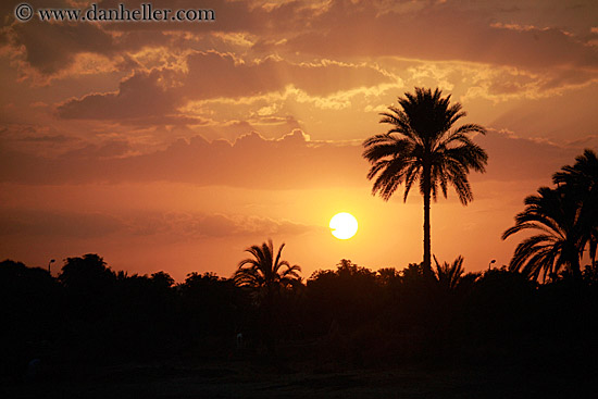 palm_tree-at-sunset.jpg