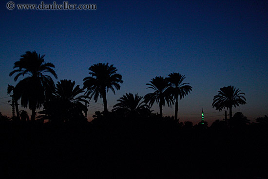 palm_trees-at-dusk-02.jpg