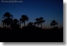 africa, dusk, egypt, horizontal, palm trees, photograph