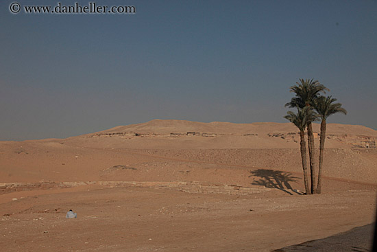 palm_trees-in-desert-03.jpg