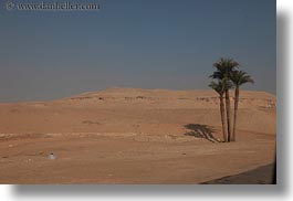 africa, desert, egypt, horizontal, palm trees, photograph