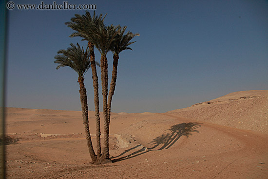 palm_trees-in-desert-04.jpg