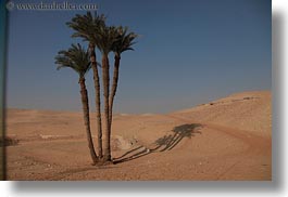 africa, desert, egypt, horizontal, palm trees, photograph