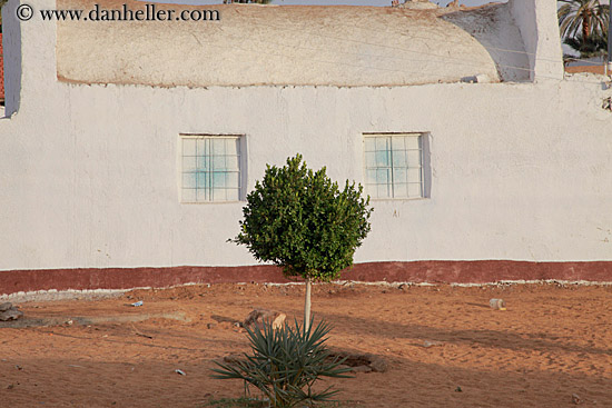 window-tree-bush-face.jpg