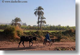 africa, cows, egypt, horizontal, men, mules, people, walking, photograph