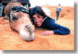 africa, camels, cuddle, desert, horizontal, morocco, sahara, sand, photograph