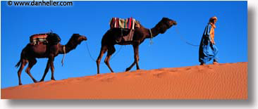 africa, camels, desert, horizontal, morocco, panoramic, sahara, sand, trek, photograph