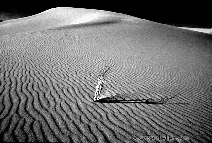 sahara-bw-f.jpg