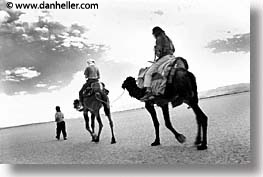 africa, black and white, camels, desert, dunes, horizontal, morocco, sahara, sand, photograph