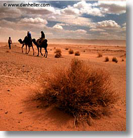 africa, camels, desert, dunes, morocco, sahara, sand, square format, photograph