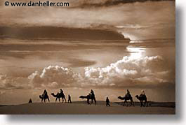 africa, black and white, camels, desert, dunes, horizontal, morocco, sahara, sand, photograph