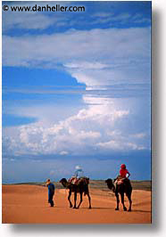 africa, camels, desert, dunes, morocco, sahara, sand, vertical, photograph