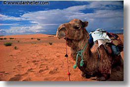 africa, camels, desert, dunes, horizontal, morocco, sahara, sand, photograph