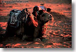 africa, camels, desert, dunes, horizontal, morocco, sahara, sand, photograph