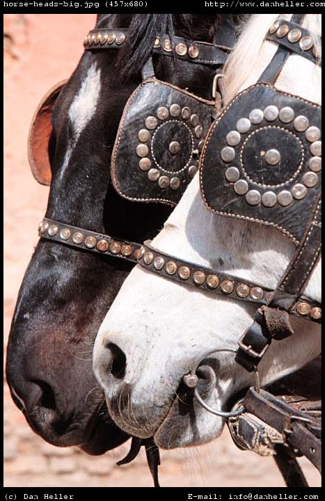 horse-heads.jpg