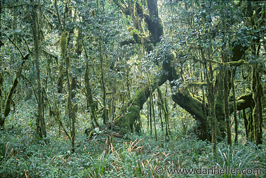 rain-forest-a.jpg