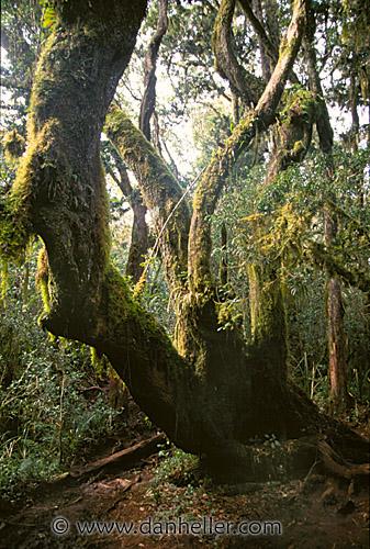 rain-forest-b.jpg