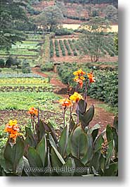 africa, gibbs farm, ngorongoro, tanzania, vertical, photograph