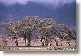 africa, horizontal, ngorongoro, tanzania, trees, photograph