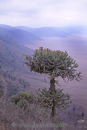 tree07.jpg