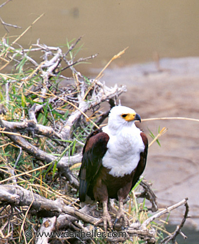 african-fish_eagle.jpg