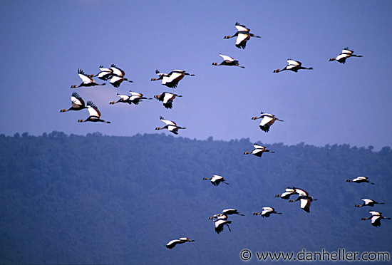 crowned-crane.jpg