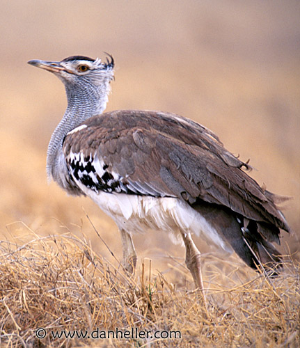 kori-bustard-2.jpg