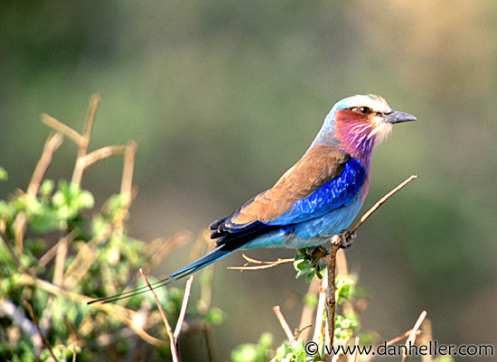 lilac-breasted-roller-1.jpg