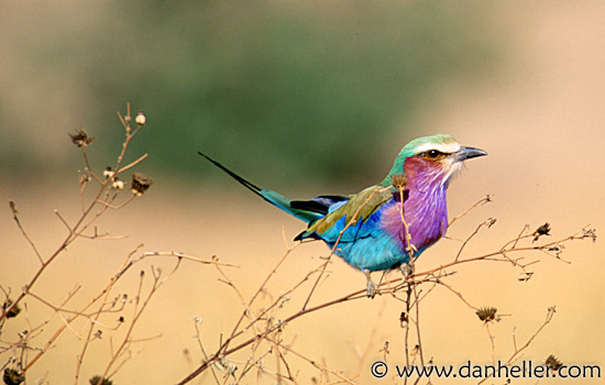 lilac-breasted-roller-2.jpg