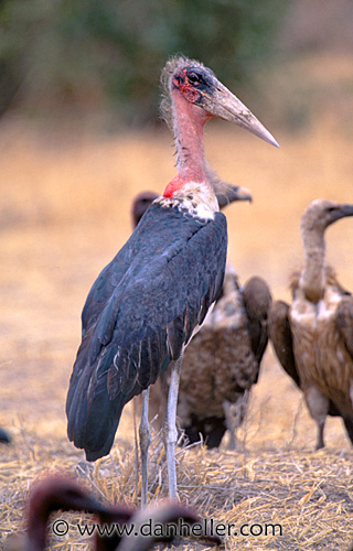 marabou-stork.jpg