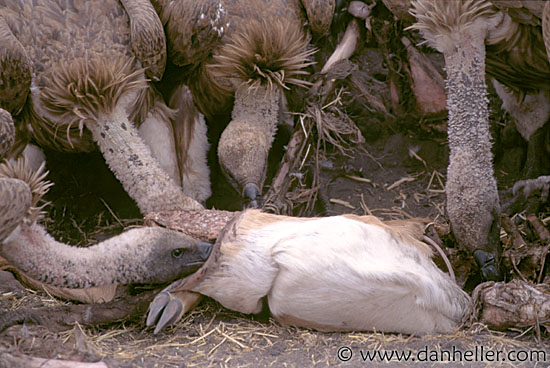 ruppells_griffon-vulture-02.jpg