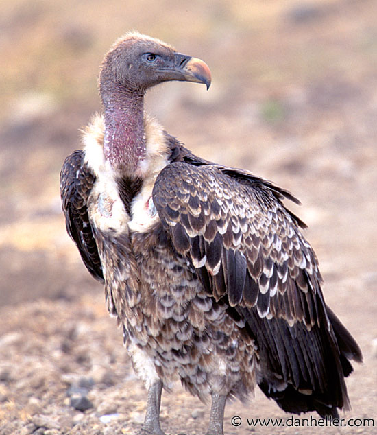 ruppells_griffon-vulture-03.jpg