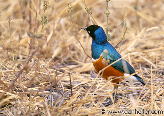 superb_starling.jpg