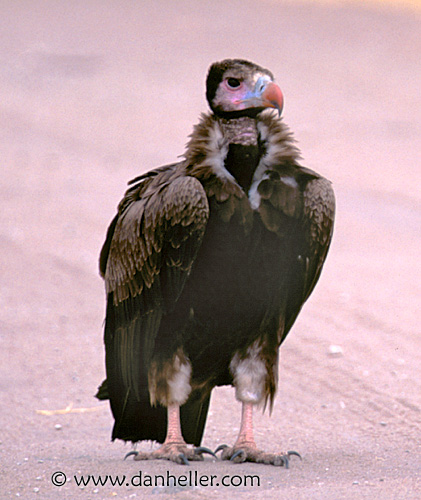 white-headed-vulture.jpg