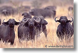 africa, animals, buffalo, horizontal, tanzania, tarangire, wild, photograph