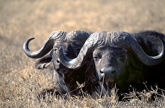 buffalo05.jpg