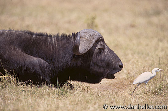 buffalo06.jpg