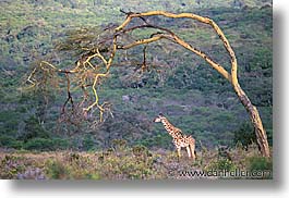 africa, animals, giraffes, horizontal, tanzania, tarangire, wild, photograph
