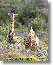 africa, animals, giraffes, tanzania, tarangire, vertical, wild, photograph