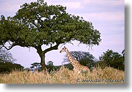 africa, animals, giraffes, horizontal, tanzania, tarangire, wild, photograph
