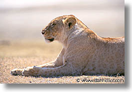 africa, animals, horizontal, lions, tanzania, tarangire, wild, photograph